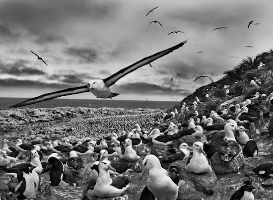 Sebastiao Salgado "Genesis"